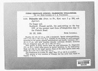 Psilocybe uda image